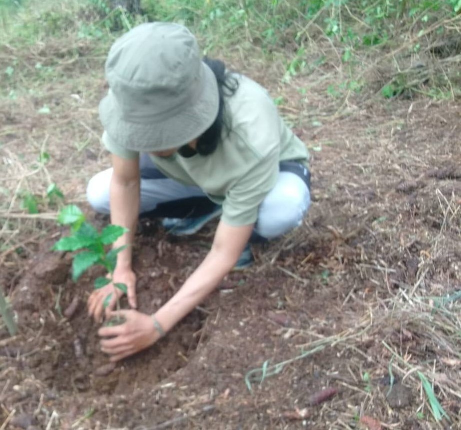 Menanam pohon di lahan miring, Rongga